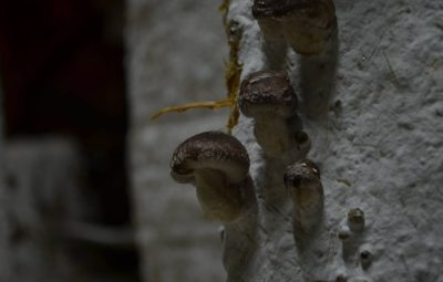 Le shiitaké est le champignon le plus cultivé en Extrême-Orient depuis fort longtemps, au Japon et en Chine.