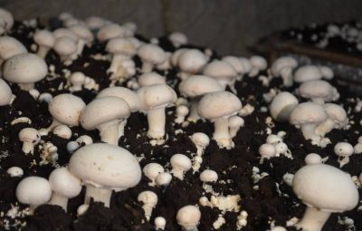 Les champignons ouverts donneront les galipettes, qui seront farcies et grillées au barbecue.