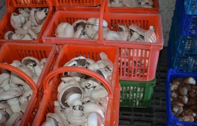 Les galipettes pour les restaurants, spécialité locale.