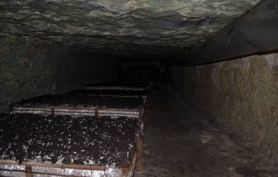 Les grands bacs qui ne sont pas superposés facilitent la cueillette pour le champignonniste.