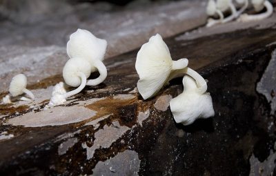 Les mêmes petits champignons étranges en groupe, toujours sur des planches de bois.