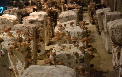 Les petits shiitakés peuvent être cuisinés entiers ou simplement coupés en deux.