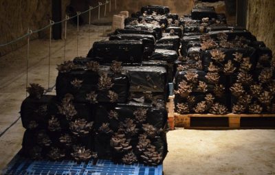 Les sacs de pleurotes les plus anciens au fond de la galerie préparent leur 2ème cycle.