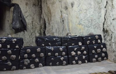 Les sacs remplis de compost sont percés de plusieurs trous. Ainsi les pleurotes pousseront essentiellement par ces trous. Jour 2.