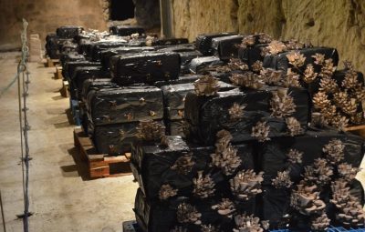 Les sacs sont posés sur des palettes. Ils n'ont pas de contact avec le sol et sont plus faciles à déplacer.