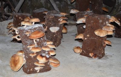 Les shiitakés peuvent grossir. Ceux-là sont comestibles mais ils ne seront pas les plus goûteux.