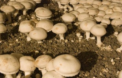 Miam miam, un fameux barbecue se prépare !