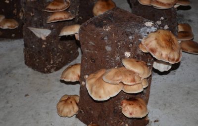 La cueillette a pris du retard ou a été oubliée.