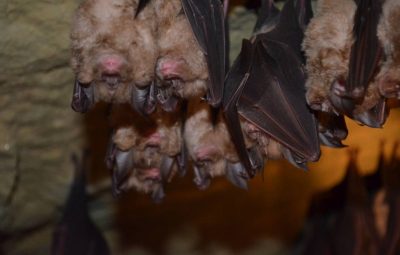 Un groupe de chauve-souris.