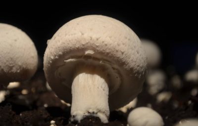 Pas encore ouvert, ce champignon pourra se garder cinq jours au frigo.