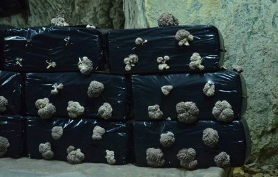 Placés sur plusieurs étages, les sacs de compost évoluent très vite. Jour 2.