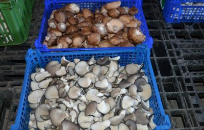 Pleurotes et shiitakés en plateaux de 2 Kg.