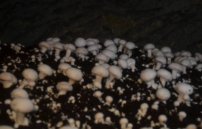 Plus de deux semaines après incubation les champignons commencent à s'ouvrir.