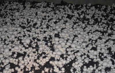 Que de monde, que de monde !