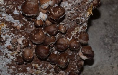 À cueillir de petite taille, les couper en deux et les poêler avec beurre, fleur de sel et poivre : extra !