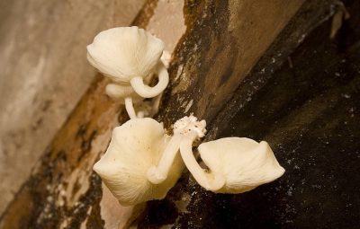 Sont-ils comestibles ? Pas certain.