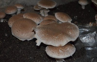 Souvent confondu avec l'Agaricus bisporus, champignon de Paris. Il est d'après les dires plus aromatique.