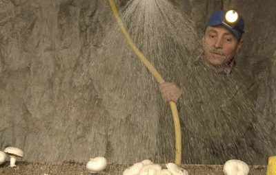 Un arrosage léger après le gobetage et en fin de cycle peut être fait sur une terre peu tourbée.