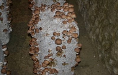 Un bloc de substrat peut produire 2 à 3 Kg de shiitaké pendant 4 à 5 mois.
