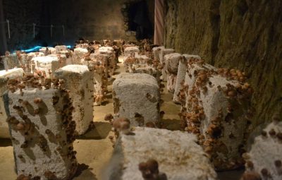 Une belle récolte se prépare.