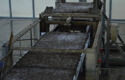 Une bonne incubation laisse apparaître le blanc du mycélium.