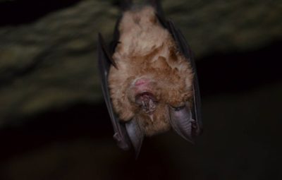 Une petite chauve-souris seule en hibernation.