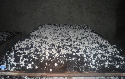 Une semaine après incubation les premiers petits champignons sortent de terre.