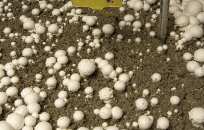 Une semaine après incubation, un premier cycle apparaît : c'est la 1ère volée.