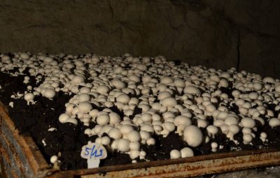 Une semaine et demie après incubation la cueillette commence.