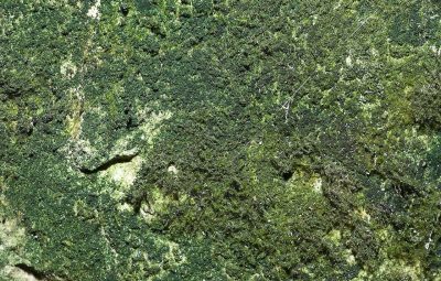 Une sorte d'algue se trouve à l'entrée du site.