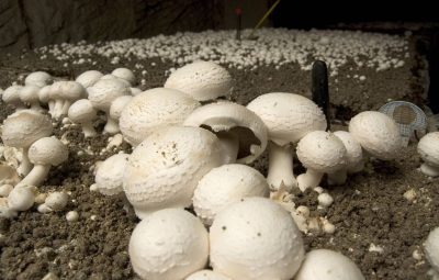 Une terre de gobetage peu tourbée demande un arrosage régulier qui varie en fonction de l'humidité des galeries souterraines.