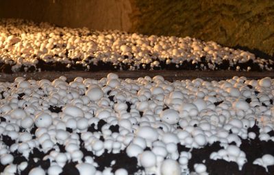 Une terre de gobetage très tourbée donc très noire permettra de ne jamais arroser.