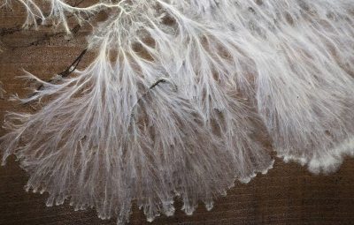 Une toile se développe et peut grossir de jour en jour.